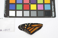 Danaus plexippus image