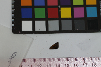 Ancyloxypha numitor image