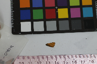 Thymelicus lineola image