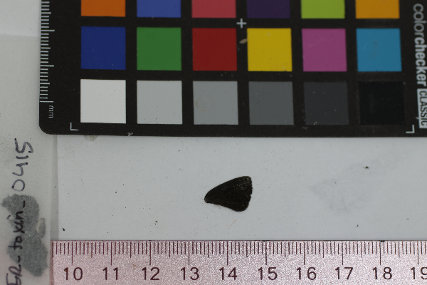 Satyrium calanus image