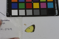 Colias philodice image