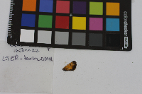 Poanes hobomok image