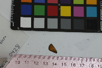 Thymelicus lineola image