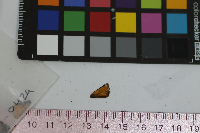 Thymelicus lineola image