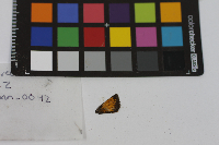 Poanes hobomok image