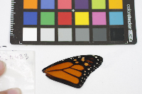 Danaus plexippus image