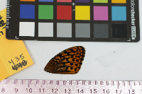 Speyeria cybele image