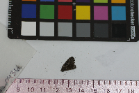 Satyrium calanus image