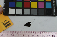 Satyrium calanus image