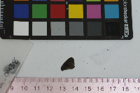 Satyrium calanus image