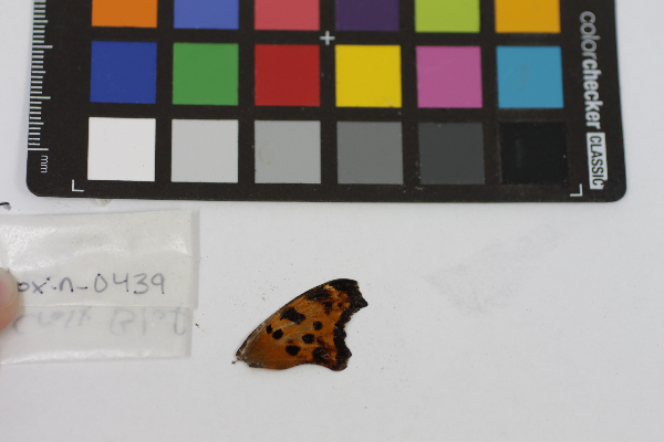 Polygonia comma image