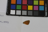 Coenonympha tullia image