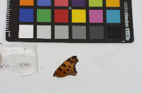 Polygonia comma image