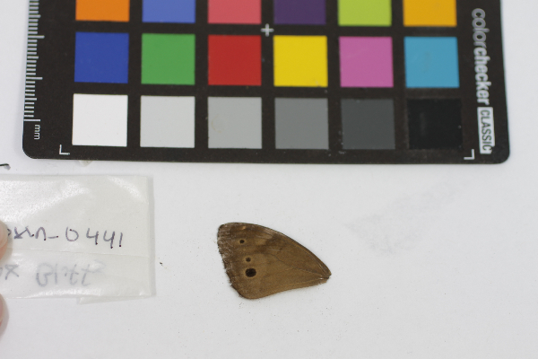 Enodia anthedon image