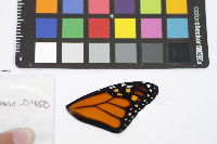 Danaus plexippus image