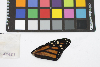 Danaus plexippus image