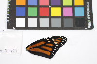 Danaus plexippus image