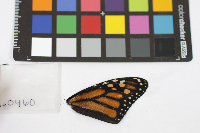 Danaus plexippus image