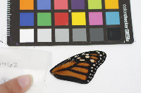 Danaus plexippus image