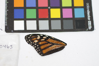 Danaus plexippus image