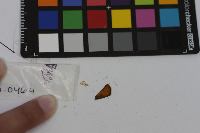 Thymelicus lineola image