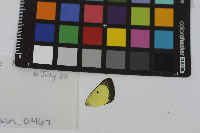 Colias philodice image