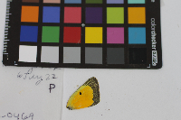 Colias eurytheme image