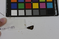 Media resource of Pompeius verna