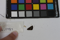 Pompeius verna image