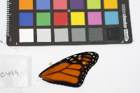 Danaus plexippus image