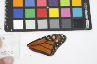 Danaus plexippus image