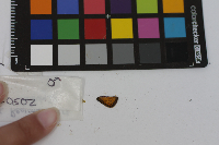 Thymelicus lineola image