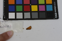 Thymelicus lineola image