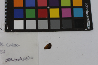 Ancyloxypha numitor image