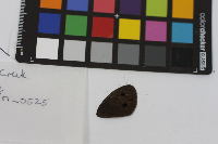 Cercyonis pegala image