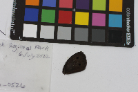 Cercyonis pegala image