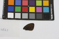 Cercyonis pegala image