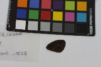 Cercyonis pegala image