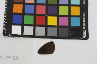 Cercyonis pegala image