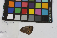 Cercyonis pegala image