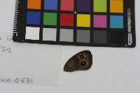 Cercyonis pegala image