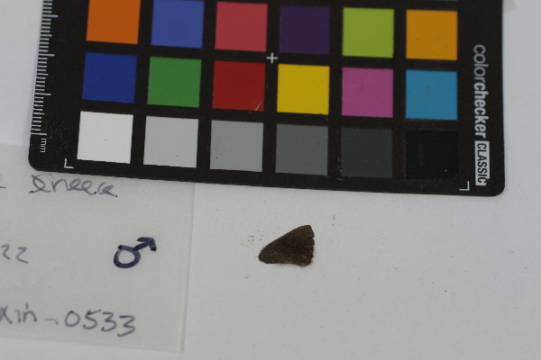 Satyrium edwardsii image