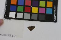 Satyrium edwardsii image