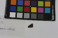 Satyrium edwardsii image