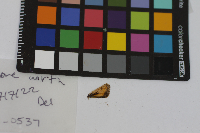 Anatrytone logan image