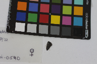 Everes comyntas image