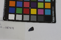 Everes comyntas image