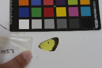 Colias philodice image