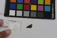 Media resource of Euphyes vestris