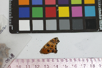 Polygonia comma image
